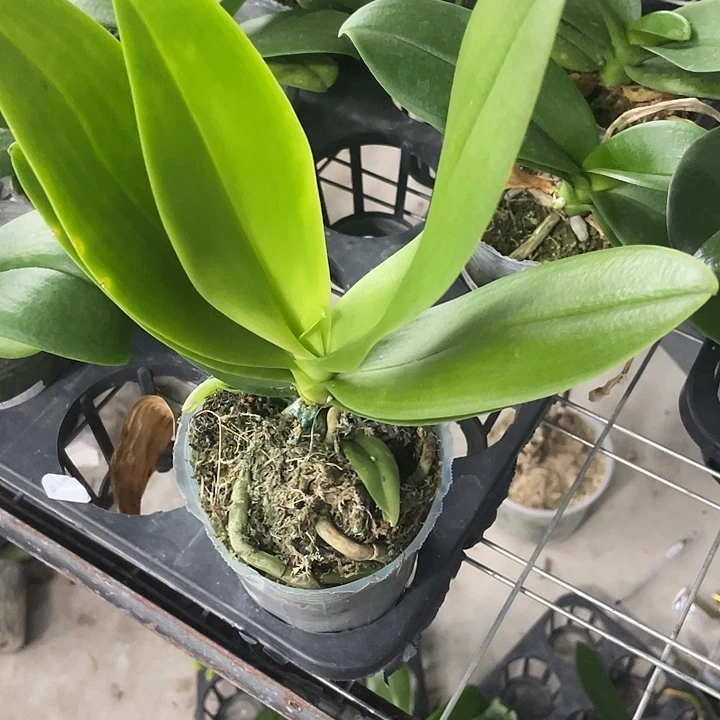 我***长完全开放蓝星 3.0寸 微瑕