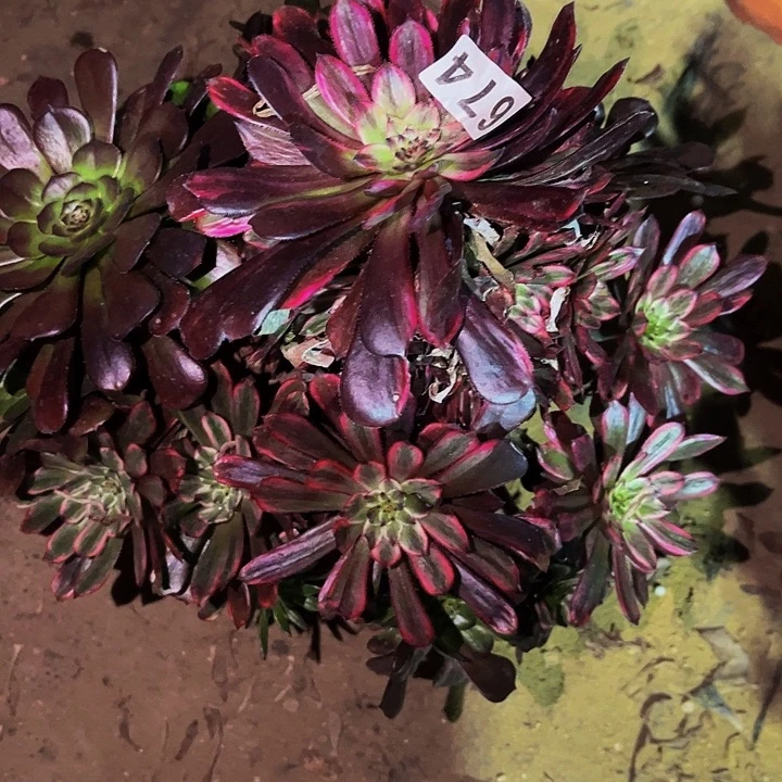 674紫霞多肉植物处理不售后