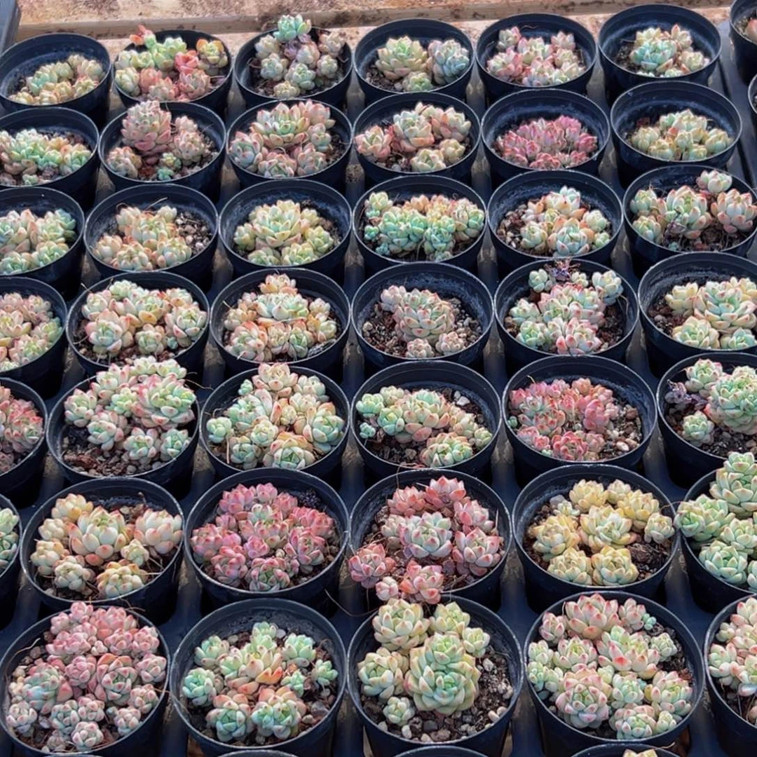 376的人了还不知道什么时候才能有