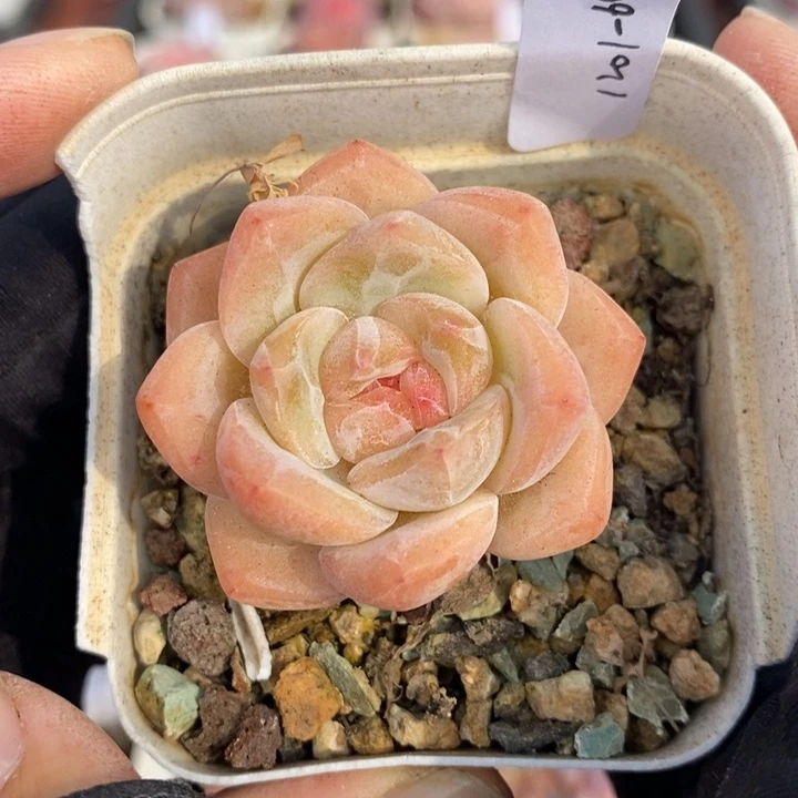 1201-647，冰玉杂多肉