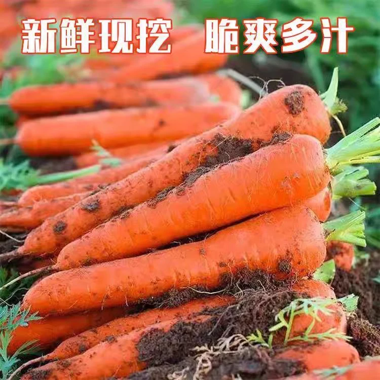 山东新鲜带泥胡萝卜脆甜多汁可榨汁生食凉拌沙拉胡萝卜