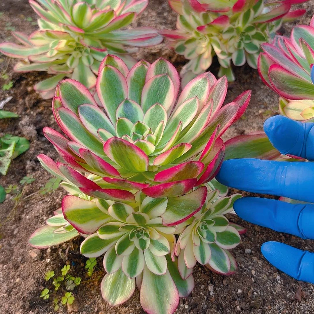 荔枝手捧多肉植物