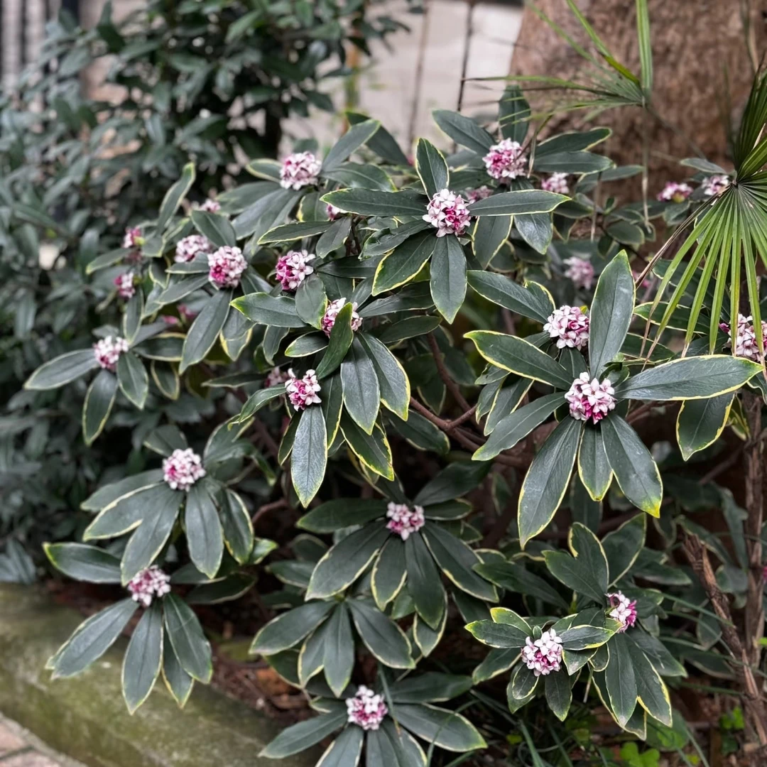 金边瑞香带花苞大苗盆栽浓香型室内外耐寒四季开花卉家庭养花绿植