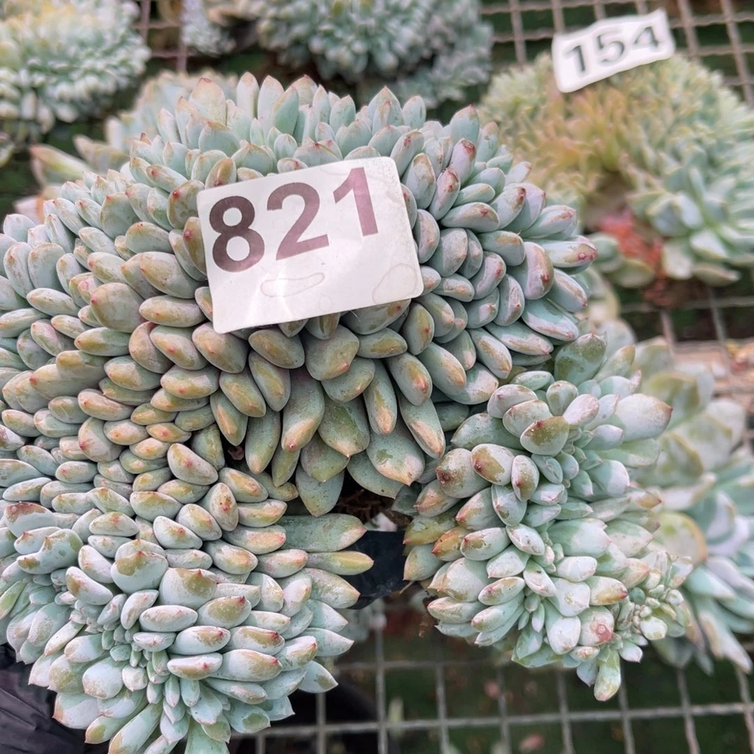 小***鱼821号888899888888888888