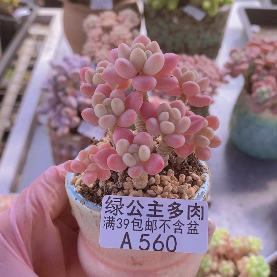 鱼子酱老桩5cm560多肉植物