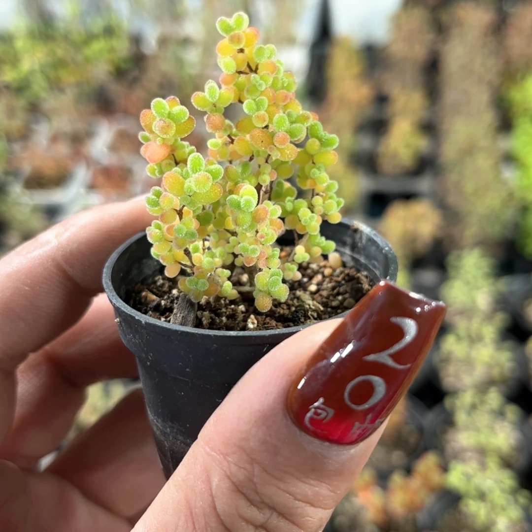 精选蜜橘单头发货有根发货