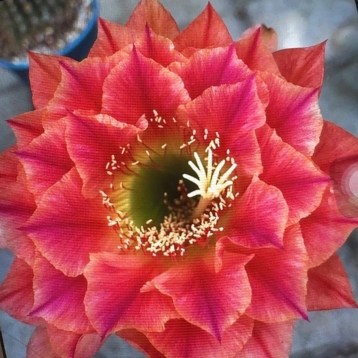 火焰超越侧芽5公分左右毛花柱（20包邮）