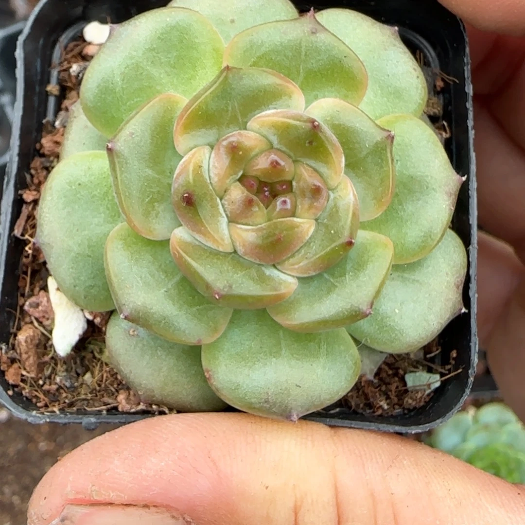 小卡拉米糖心一物一拍
