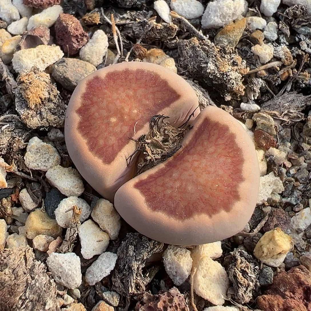 1251 美菊菊福利炸