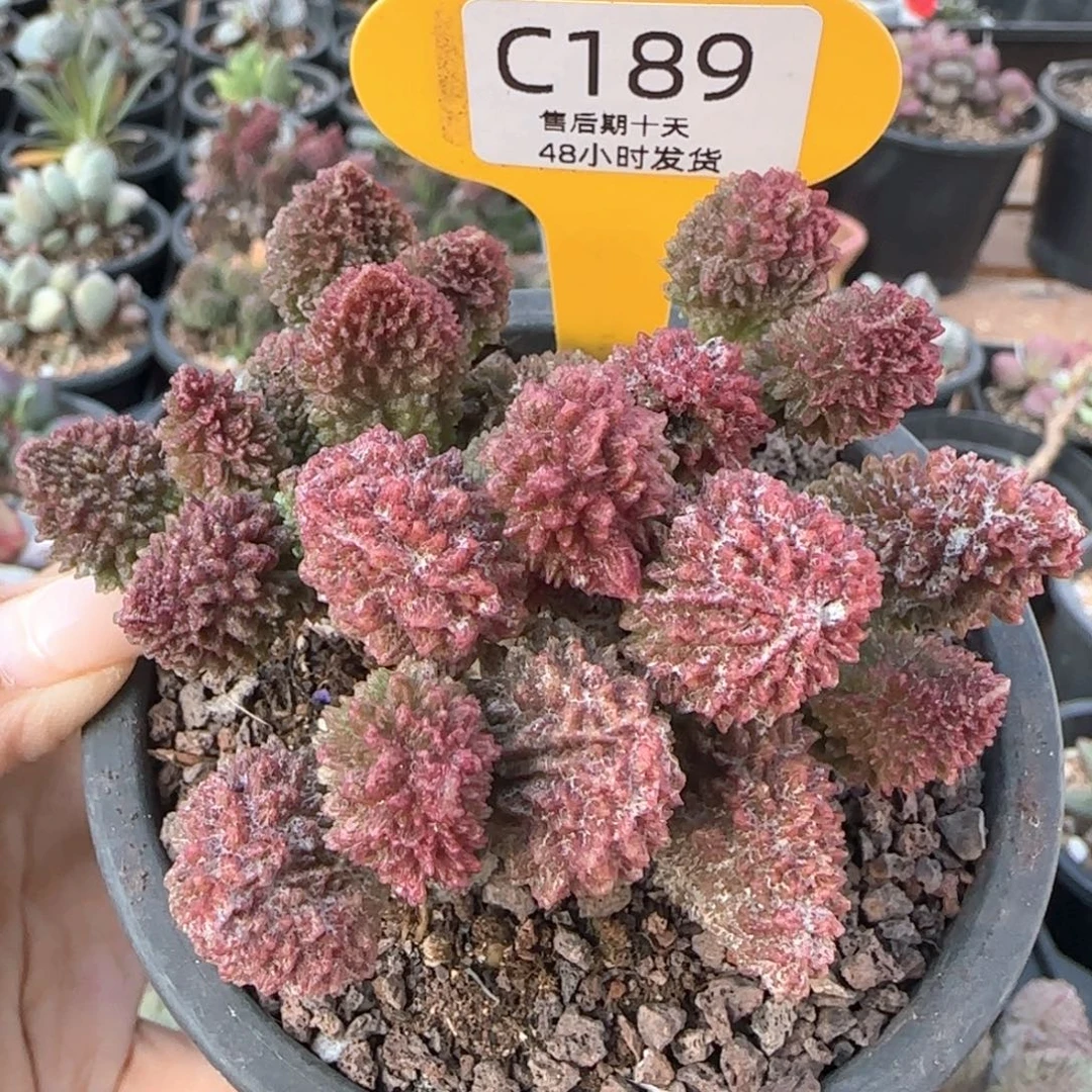 朱紫玉。      189。
