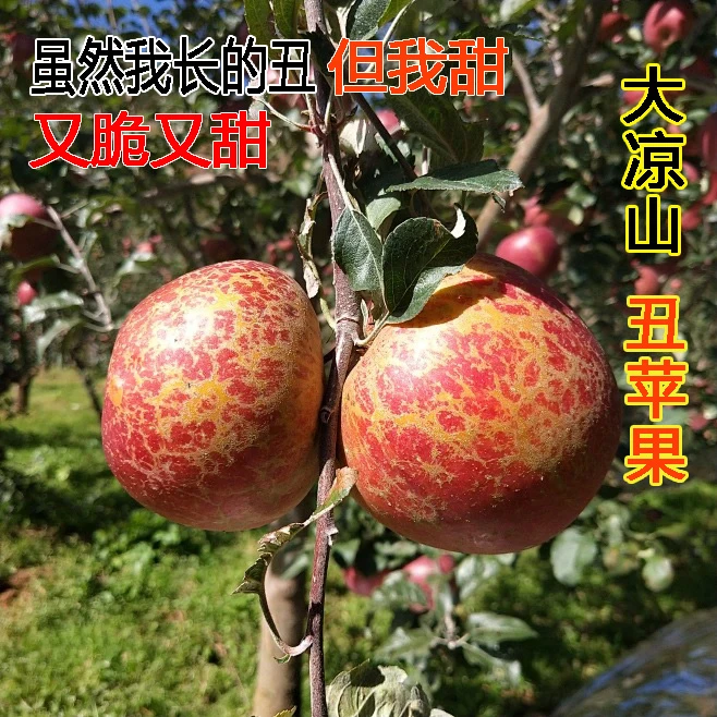 正宗四川大凉山新鲜现摘丑苹果甜蜜多汁脆甜好吃包邮应季精品