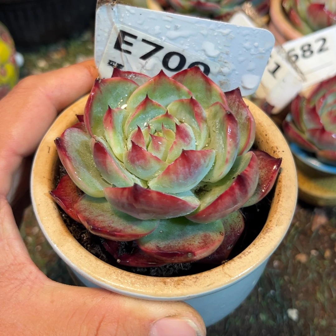 惊鸿一瞥700岁小