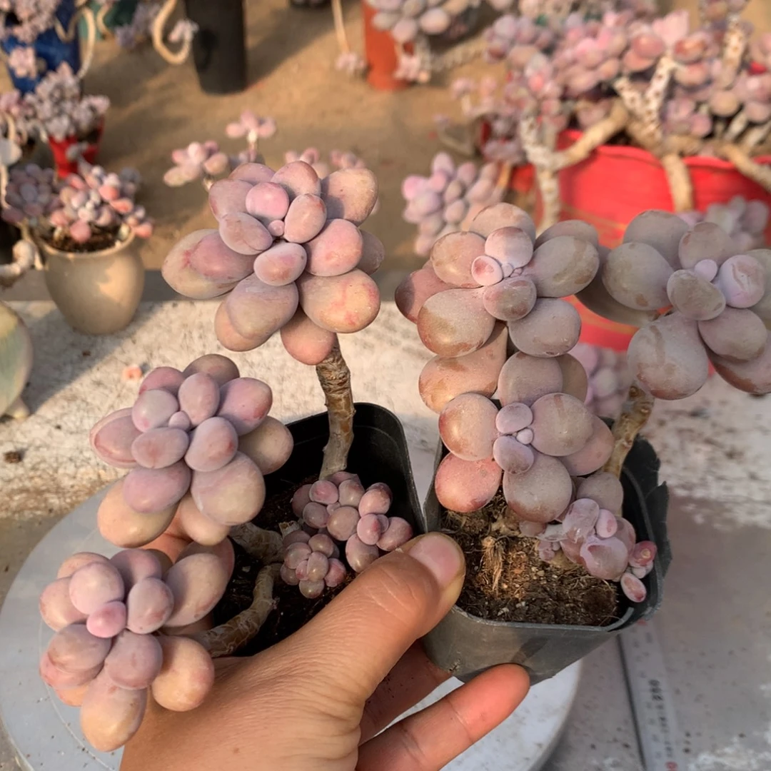 开播福利40号不带盆