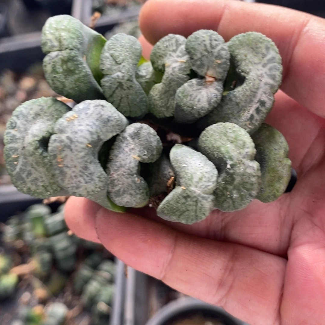 309 一颗实生牛叉玉扇 超级福利