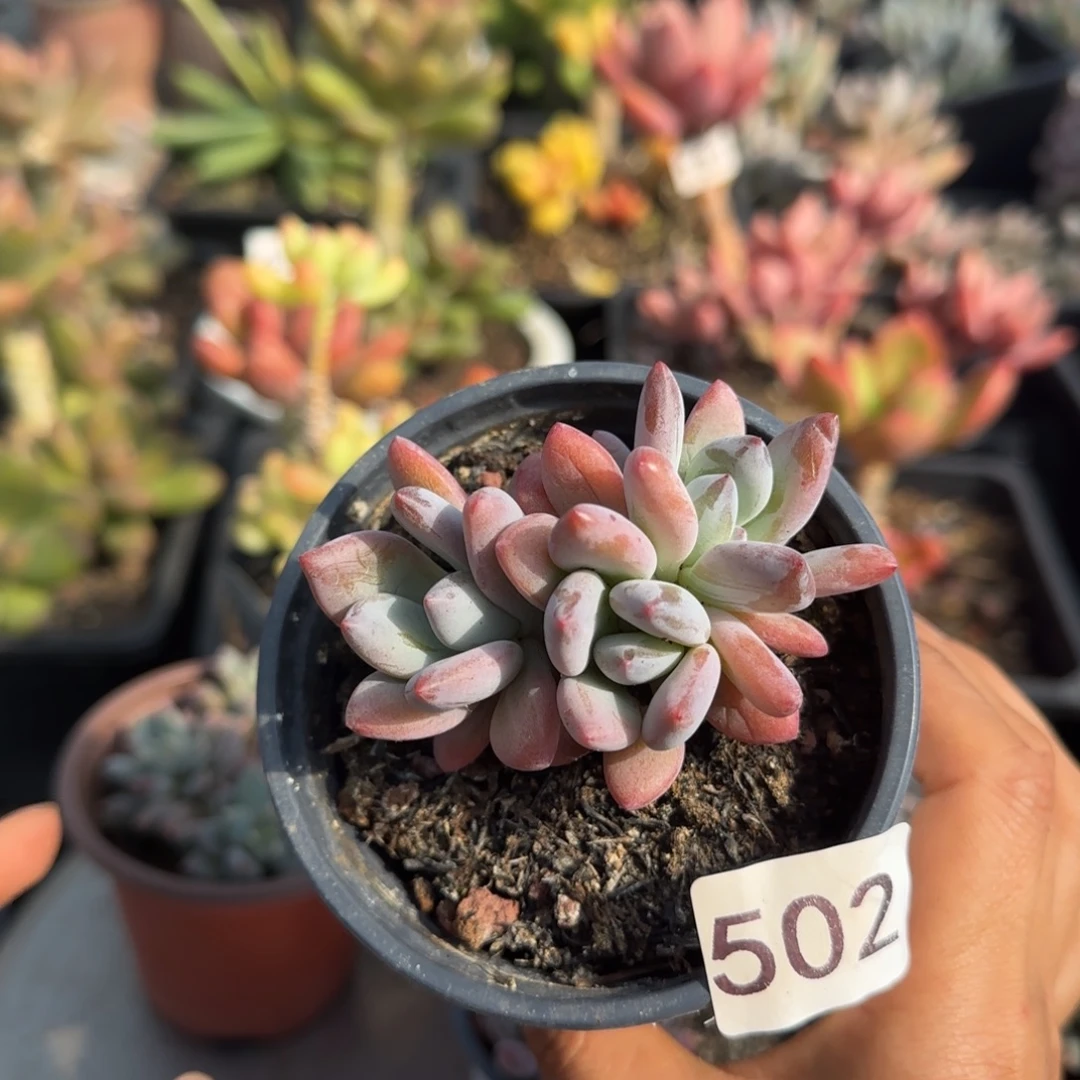502号 一物一拍一物一拍