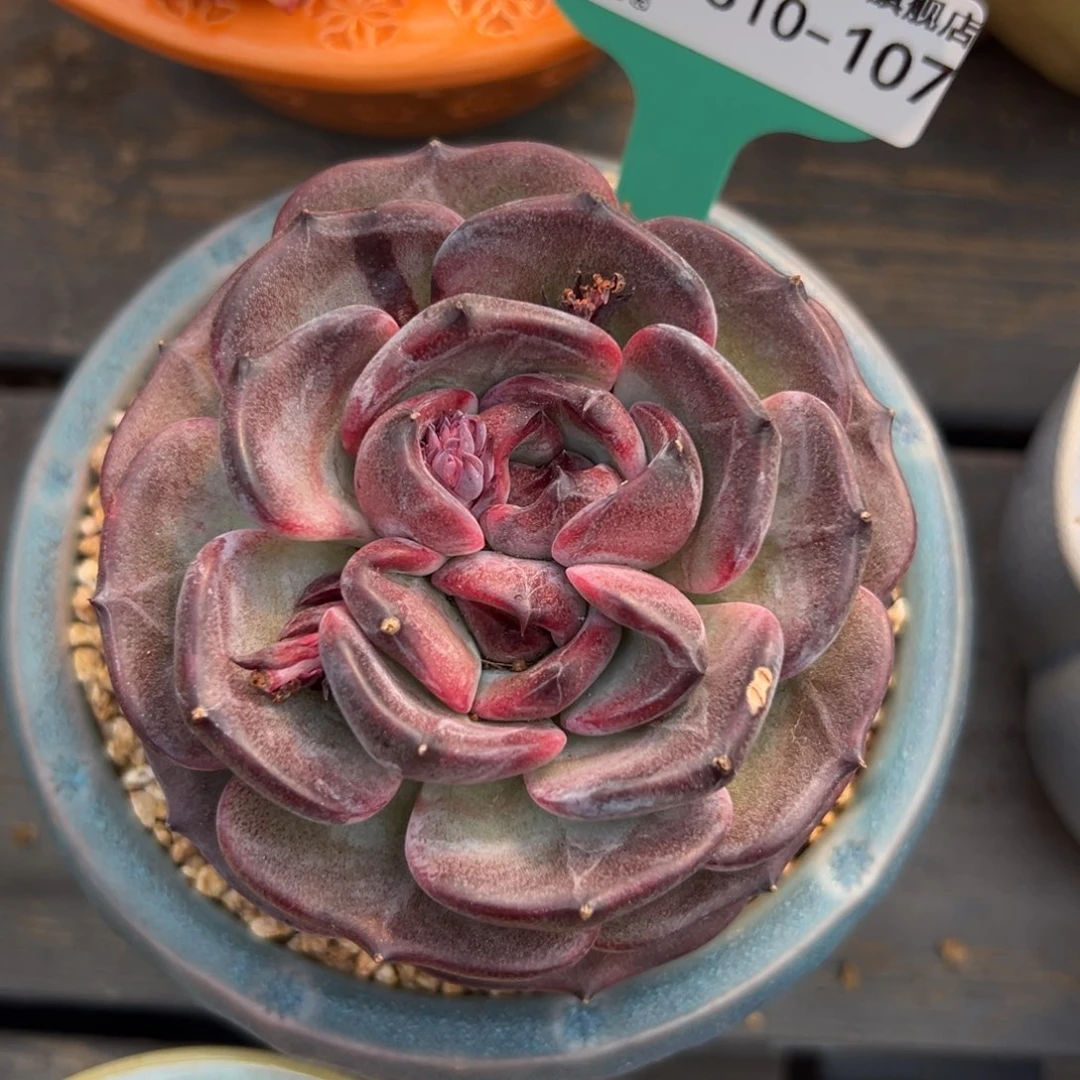 多肉一物一拍0310-107