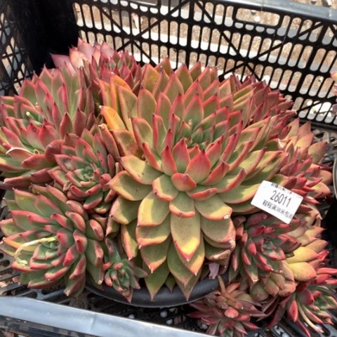 小*?摩根26011多肉