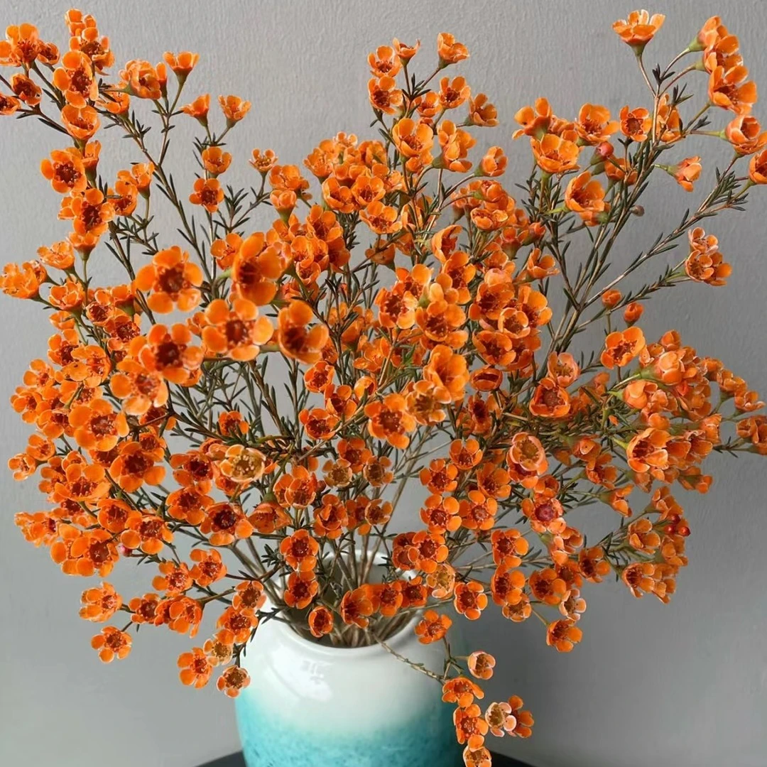 橘色腊梅1把（全场任意两单包邮河南省内今天拍明天到）