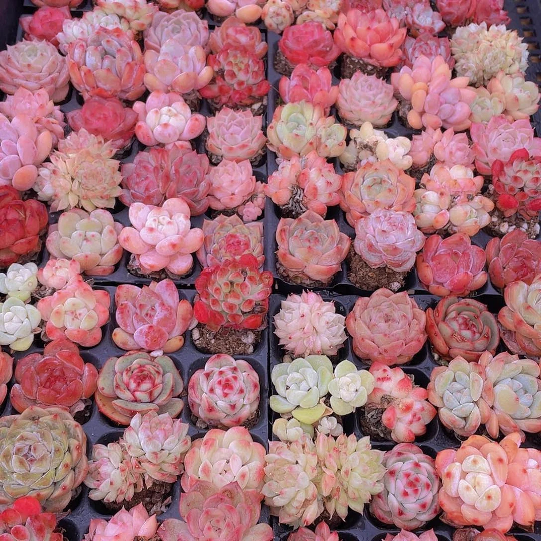 量拍71号 精品小可爱组合多肉20个