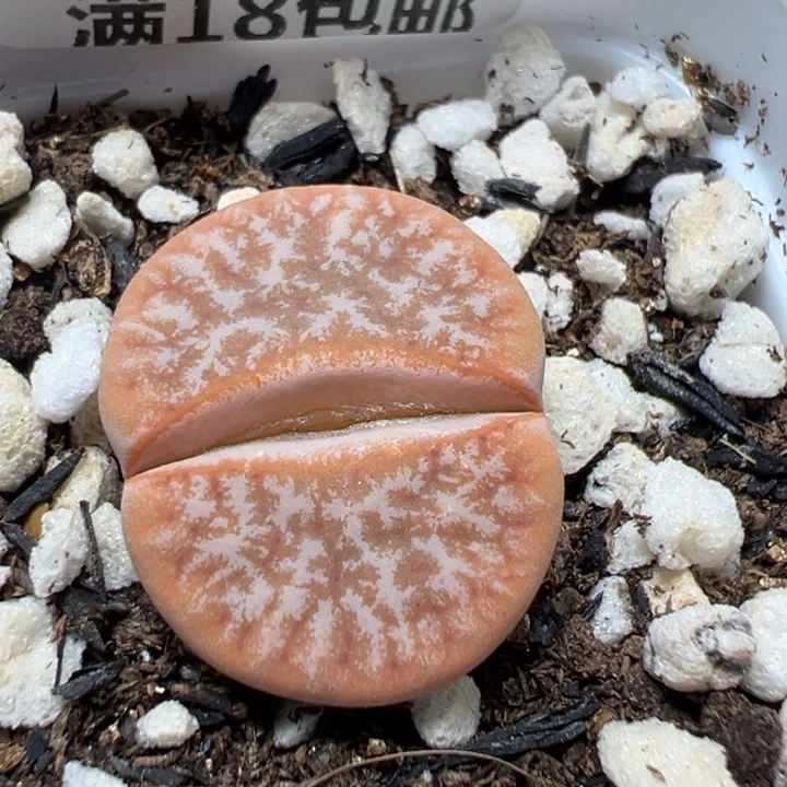 【闪购商品】 694。