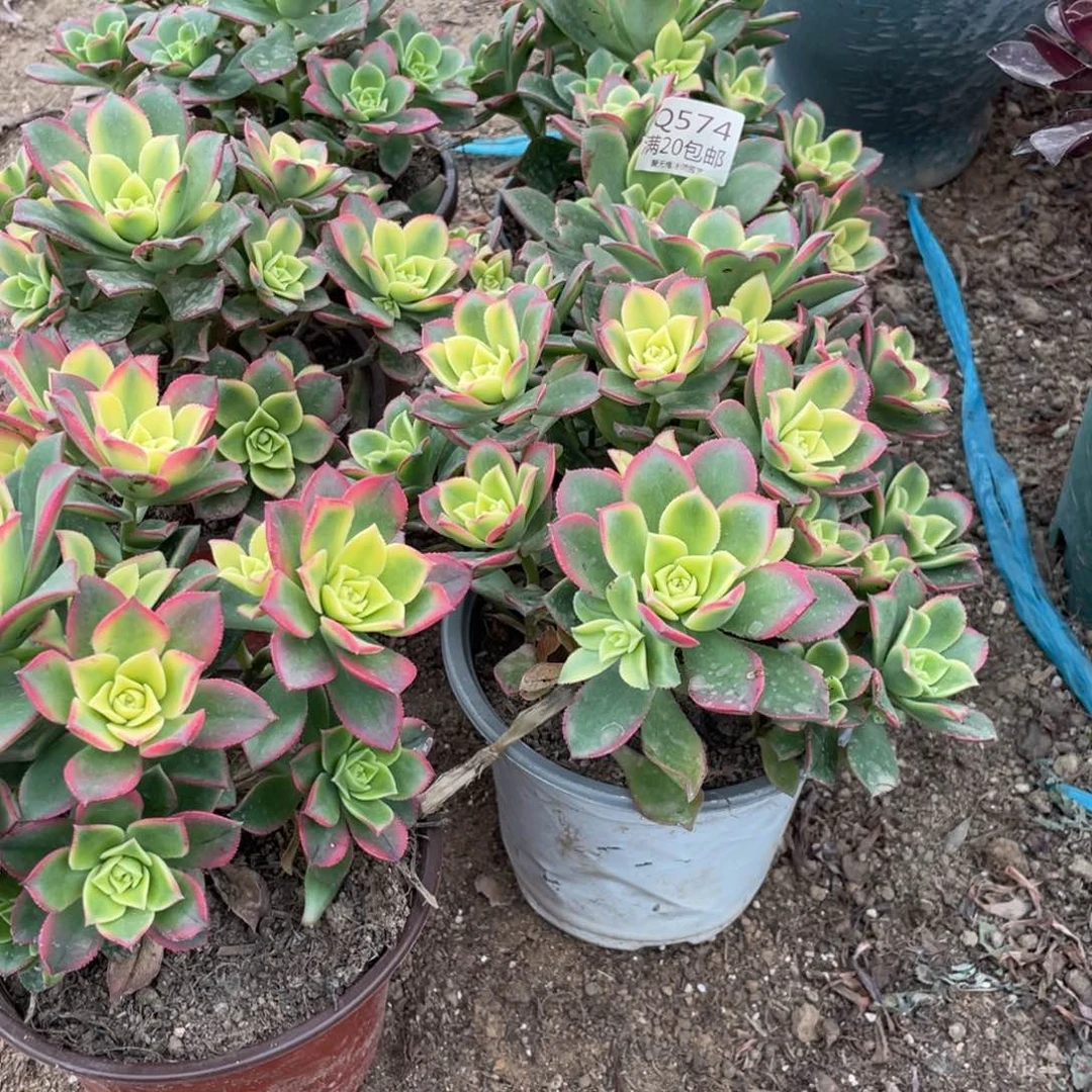 宁**远574艳日辉组合多肉法师