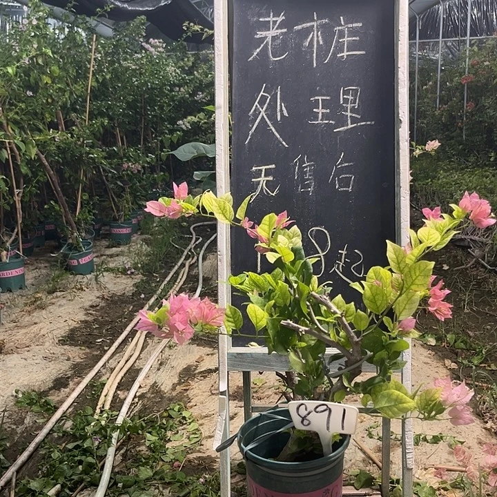 无花朵三角梅三角梅891
