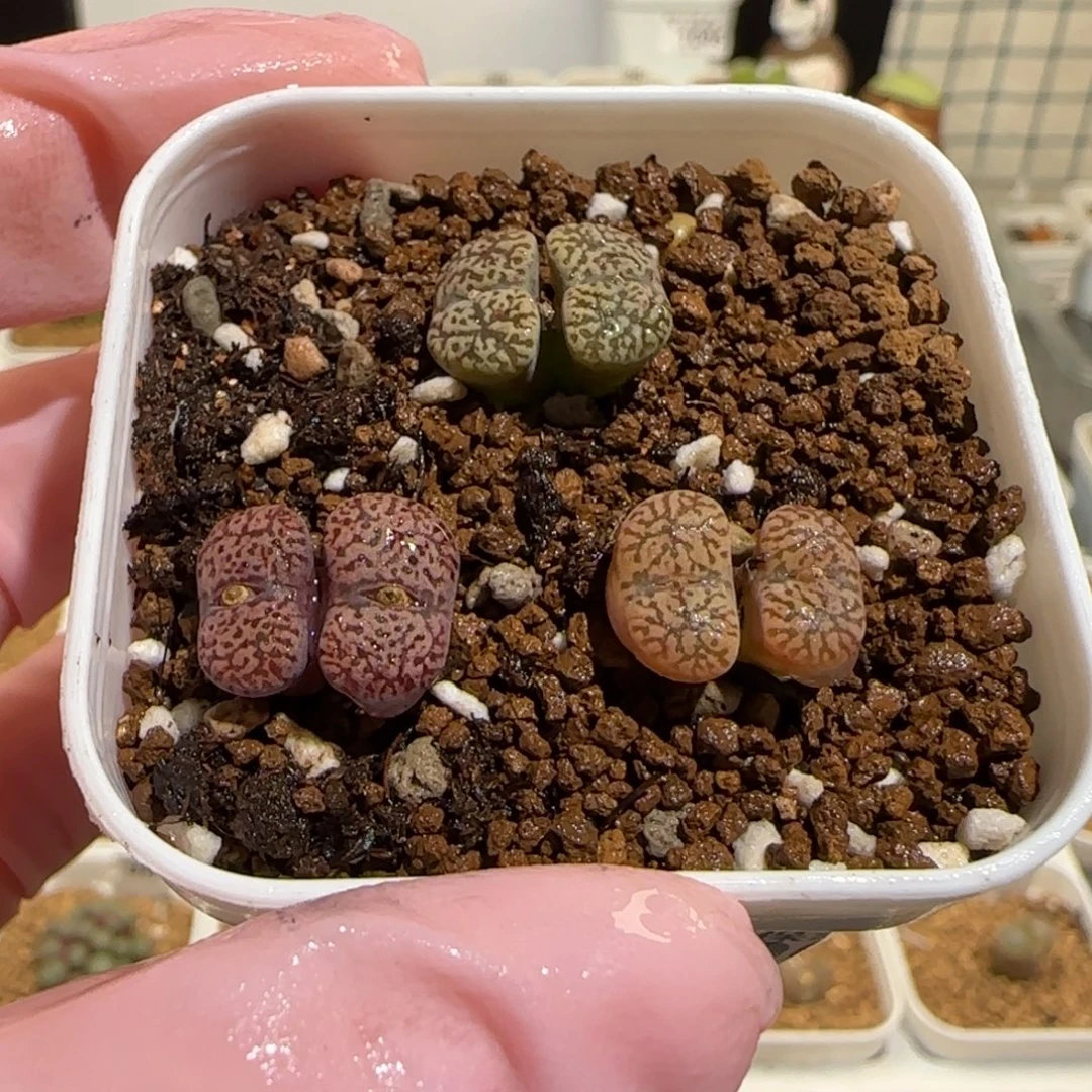 肉锥多肉植物组合-勋章一盆906