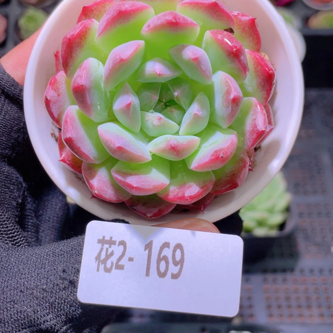 花利美2-169新品单头
