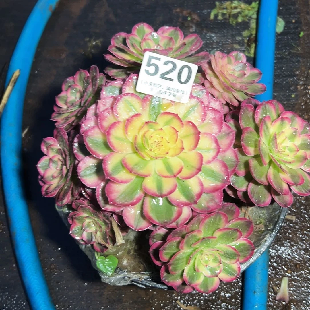 520多肉植物海神