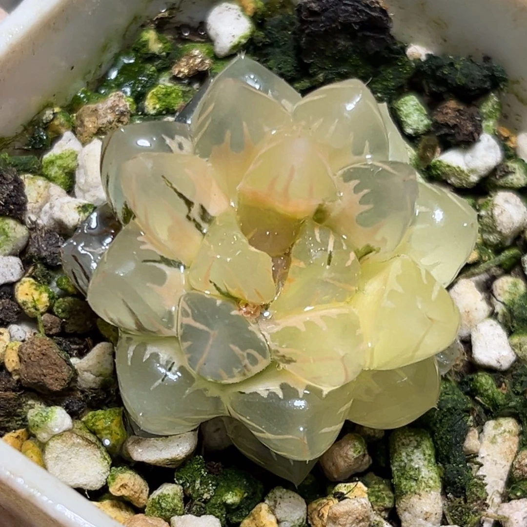 恭喜发财大吉大利0021