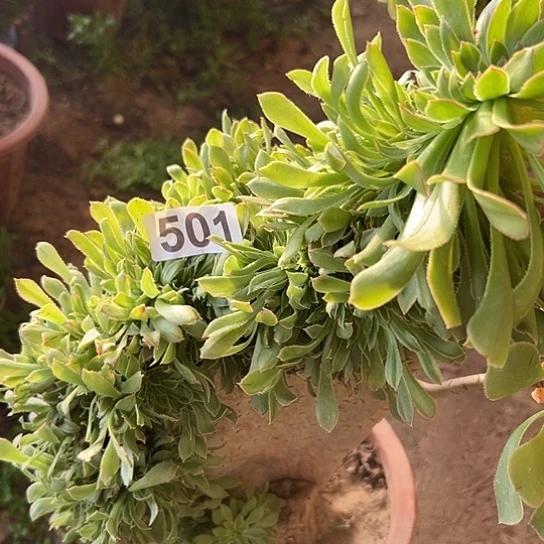 所***得多肉植物一个原始绿
