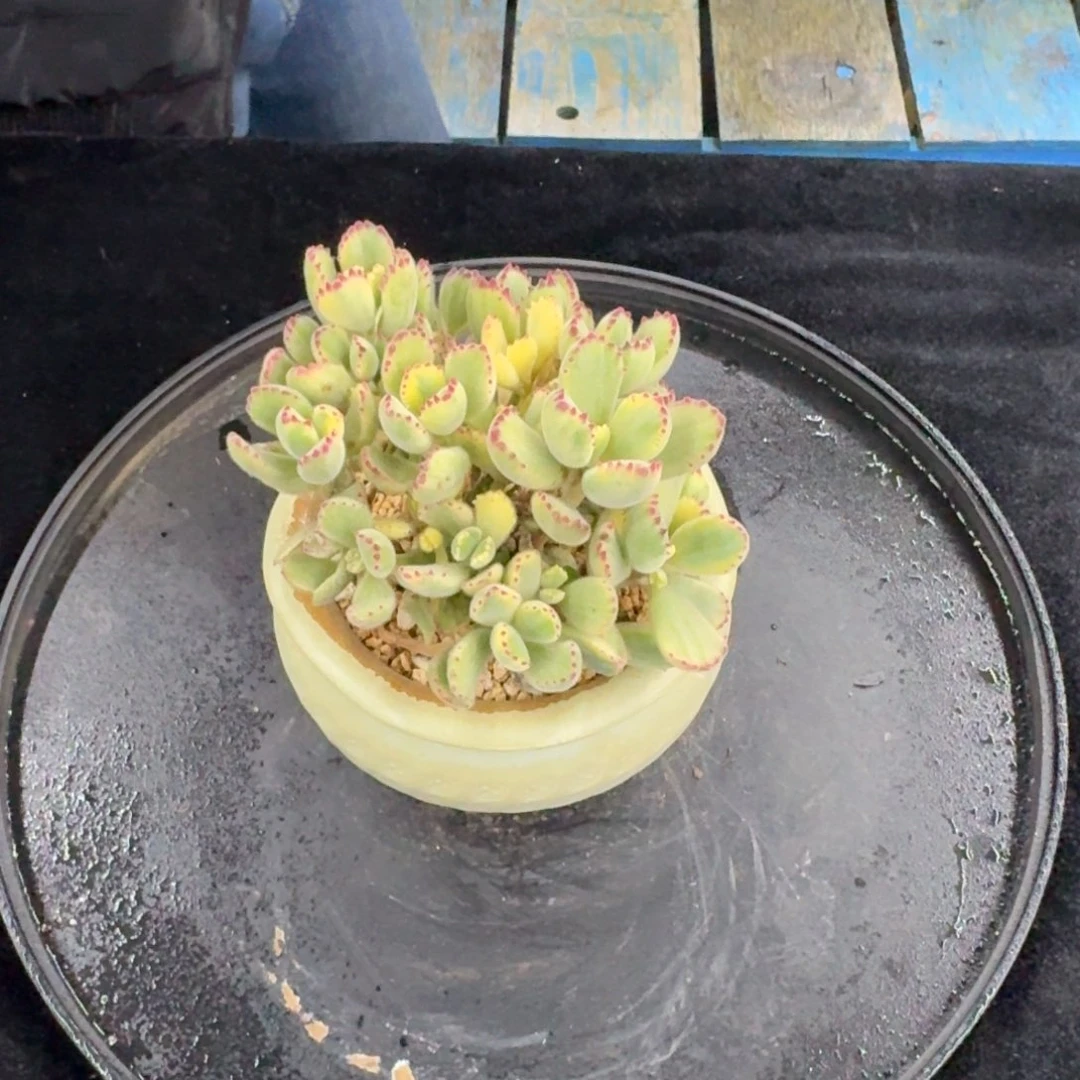 多肉植物多肉植物