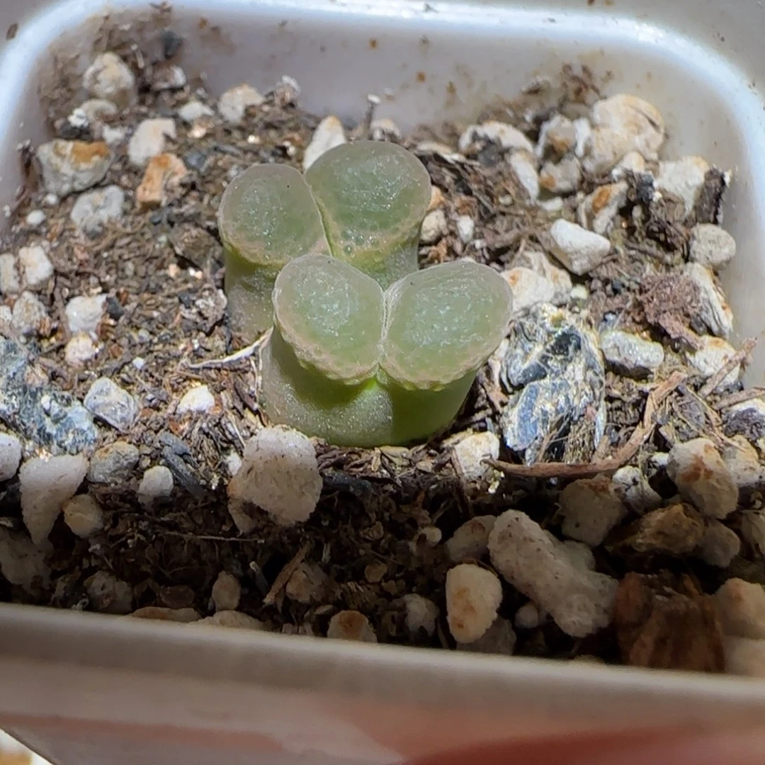 肉锥多肉植物好看-粉樱592