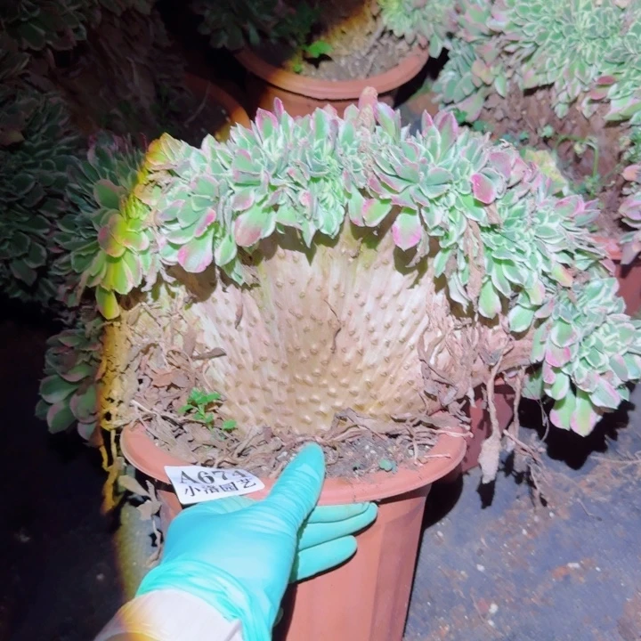674白凤缀化多肉植物满28包邮