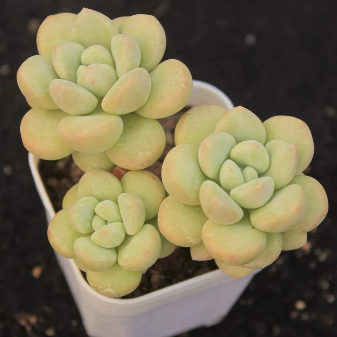玉如意多肉植物阳台盆栽基地直发新手好养