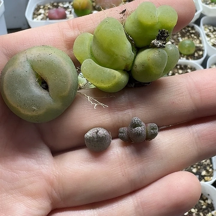 老马生石花o泡2466