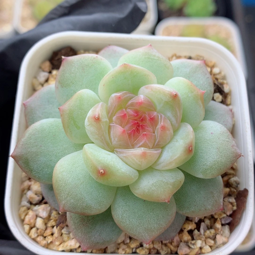 58包邮  群生不包整糖心30