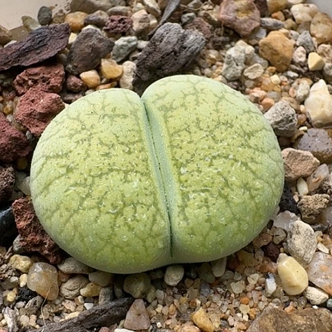 2580一箭之遥母本带盆土发货