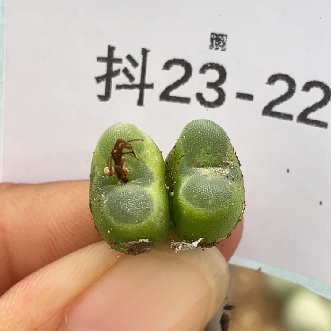 23-22水晶鞋多肉植物