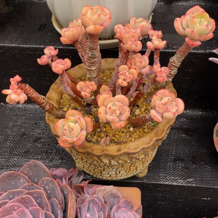 马*弥鹿之森一物一图