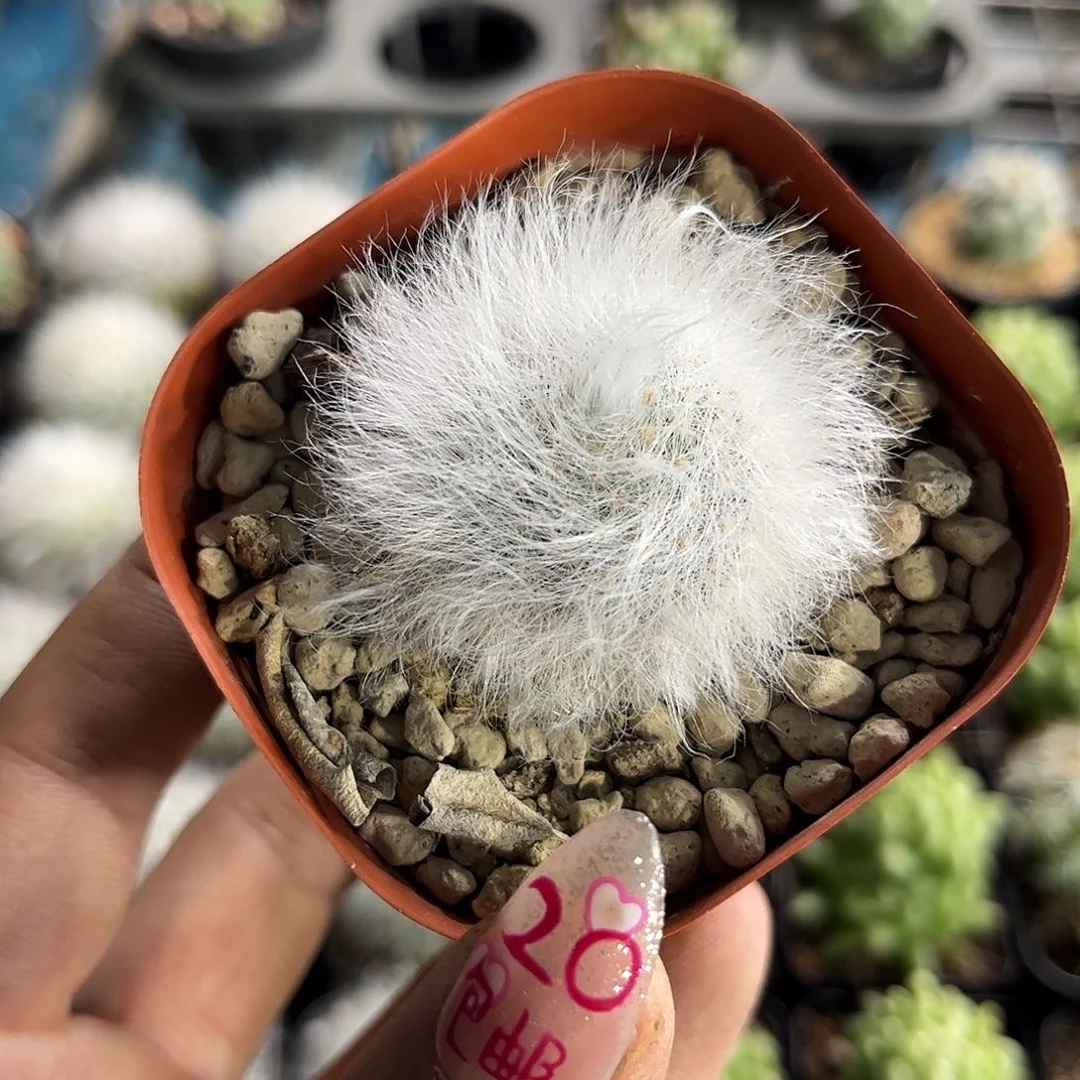 无刺丽光殿单头发货有根