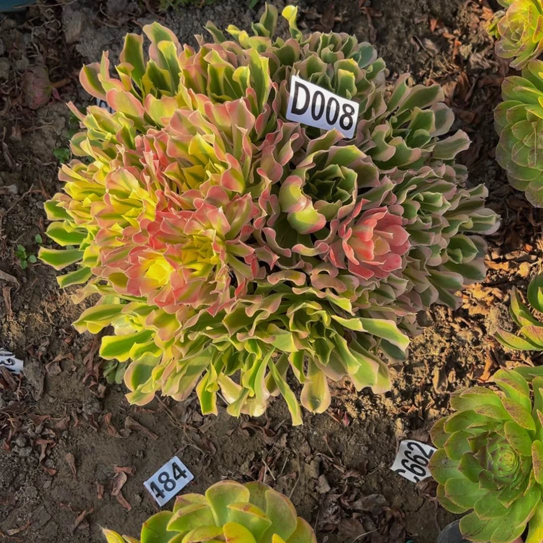 白凤法师14—-35包邮