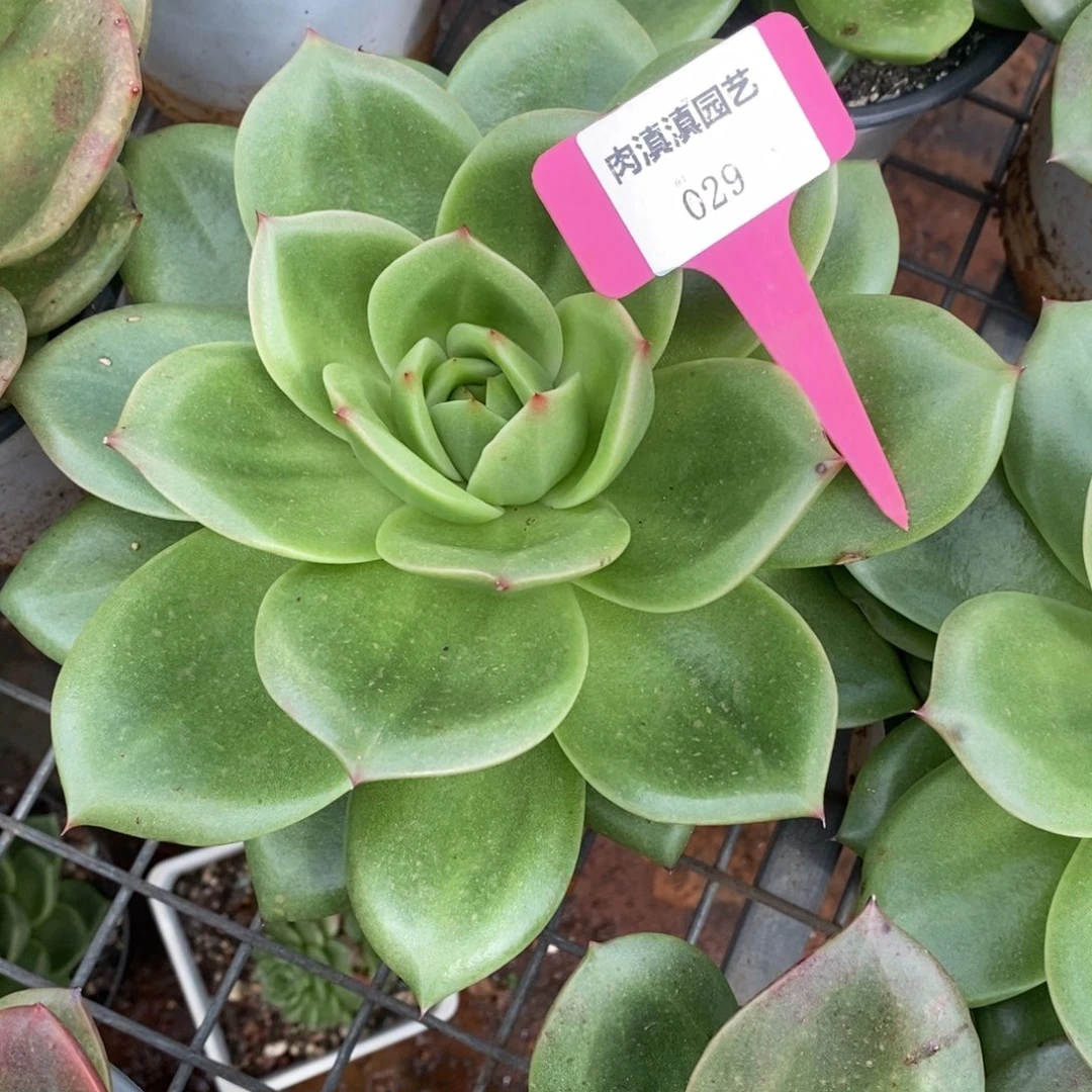 x029-多肉植物 狮子王