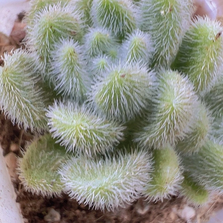 信东尼19包邮多肉植物