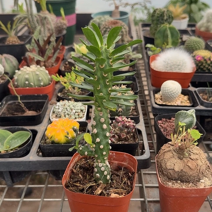 霸王鞭单头2仙人球