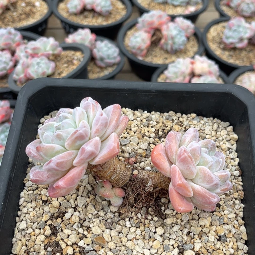 冰玉一物一拍满68包邮