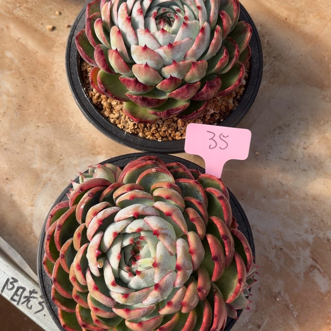 多肉惊鸿仙子 35号