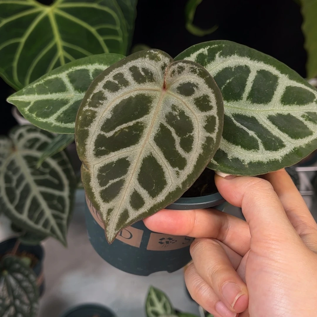 无花朵银银红1234