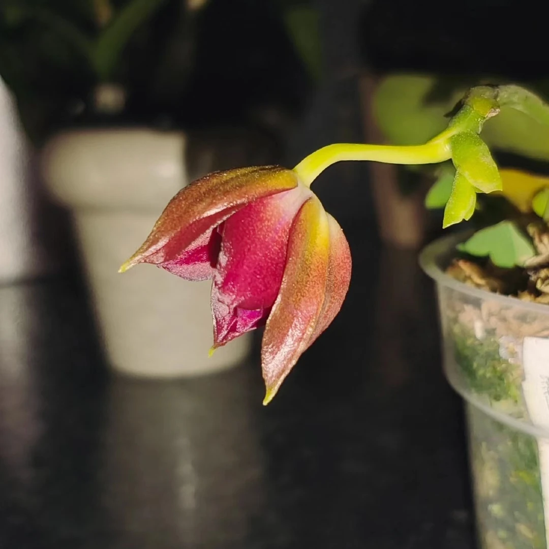 3.5杯罗拉熊王666（花剑）