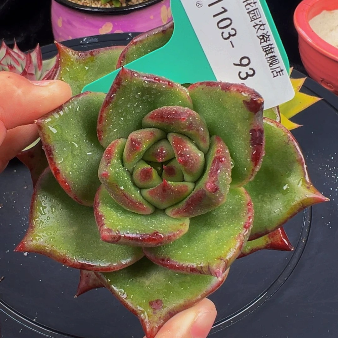 从前慢多肉编号1103-93